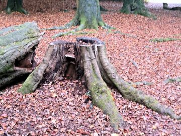 Lickey Hills tree stump