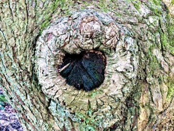 Lickey Hills tree knot