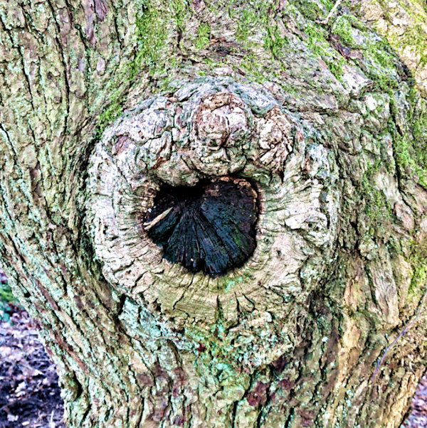 Lickey Hills tree knot