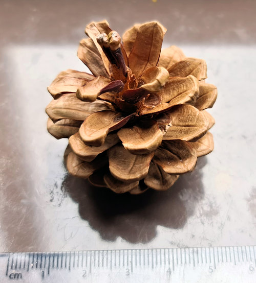 The pine cone used for the scan test.