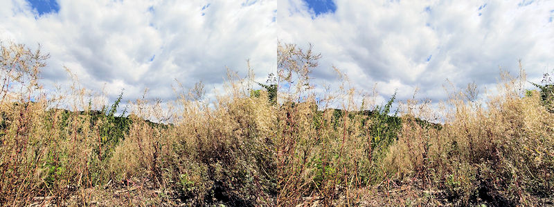 One 12mp static image frame from the timelapse